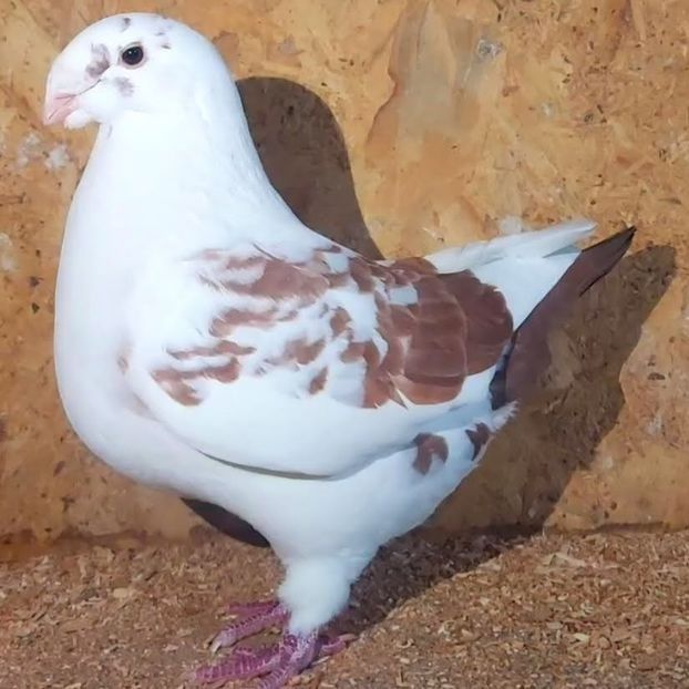 115360931 (1) - 3---AGH DAȚI 2019 - 2025