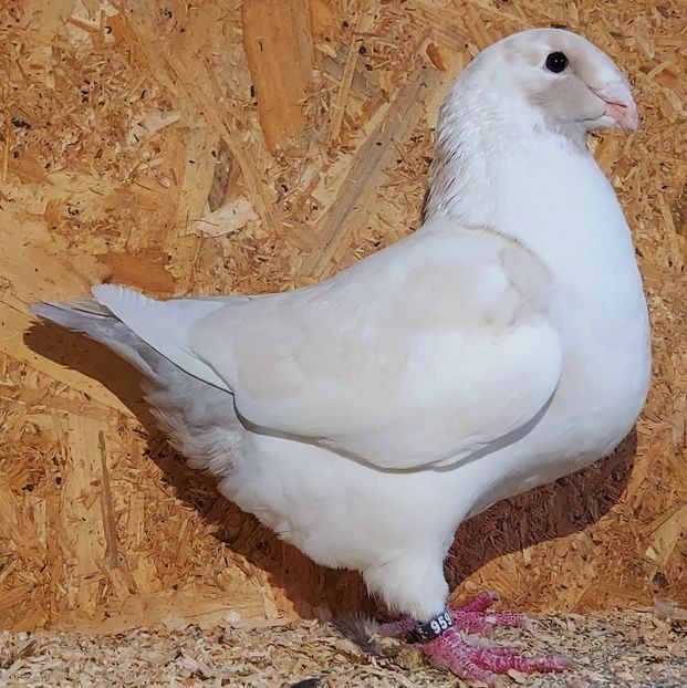 115247723 (1) - 3---AGH DAȚI 2019 - 2025