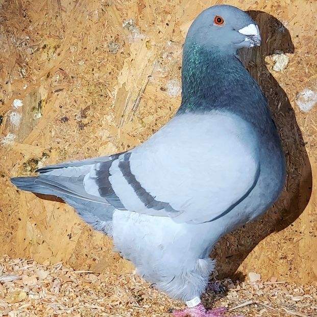  - 3---AGH DAȚI 2019 - 2025