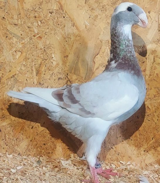  - 3---AGH DAȚI 2019 - 2025