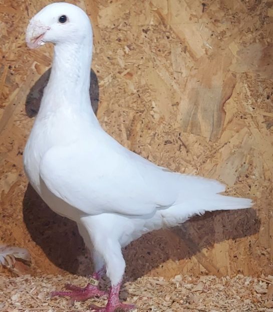  - 3---AGH DAȚI 2019 - 2025