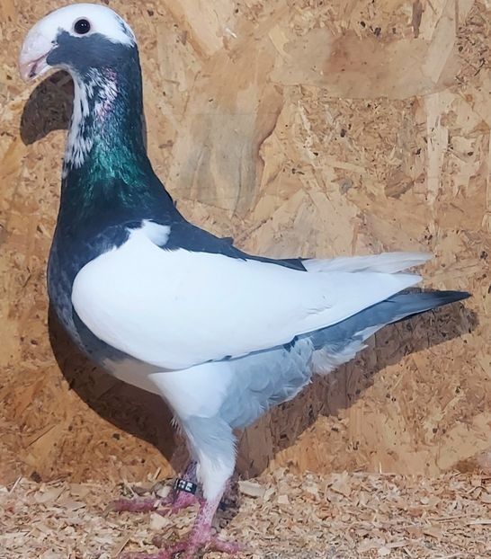  - 3---AGH DAȚI 2019 - 2025