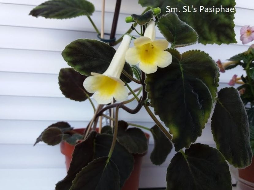 SL_s Pasiphae - 01 - SMITHIANTHA COLECTIE 2022