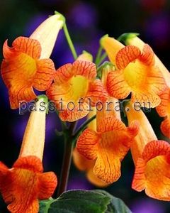 PF Orange Bay - 01 - SMITHIANTHA COLECTIE 2022