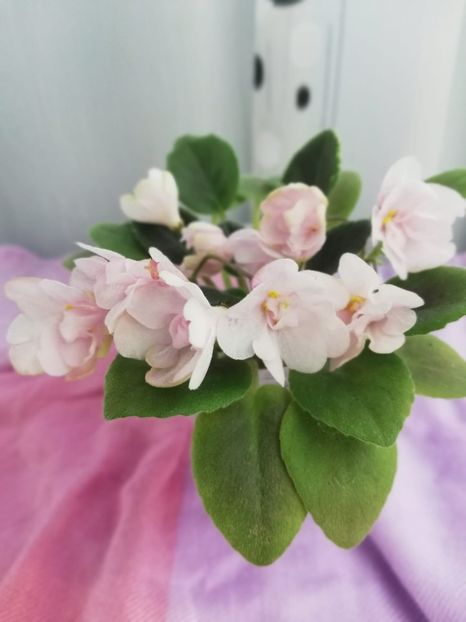 14 ian - LE Vanilla Sky