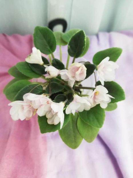 14 ian - LE Vanilla Sky