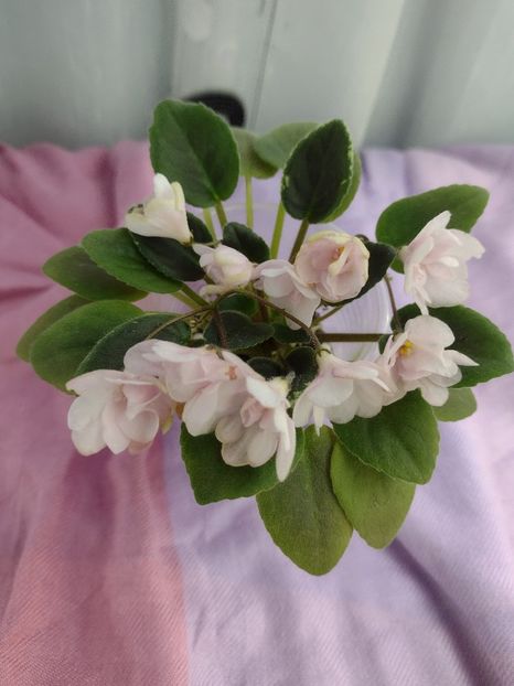 14 ian - LE Vanilla Sky