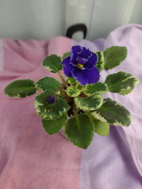 14 ian - Aca s Daphne