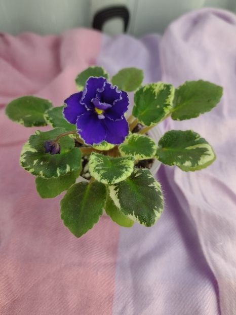 14 ian - Aca s Daphne