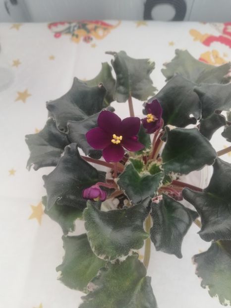 30 dec - VaT Zvezdochet