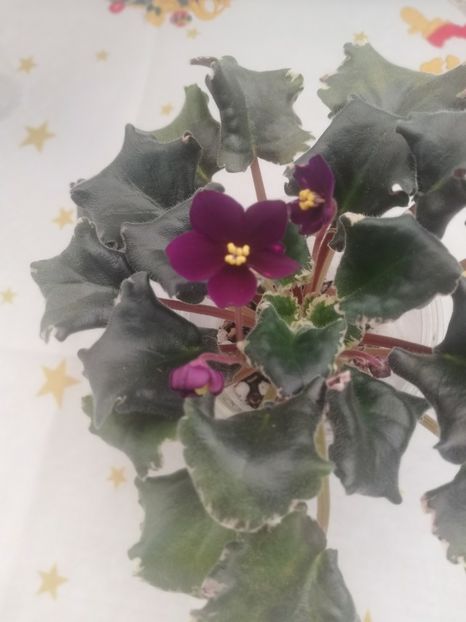 30 dec - VaT Zvezdochet