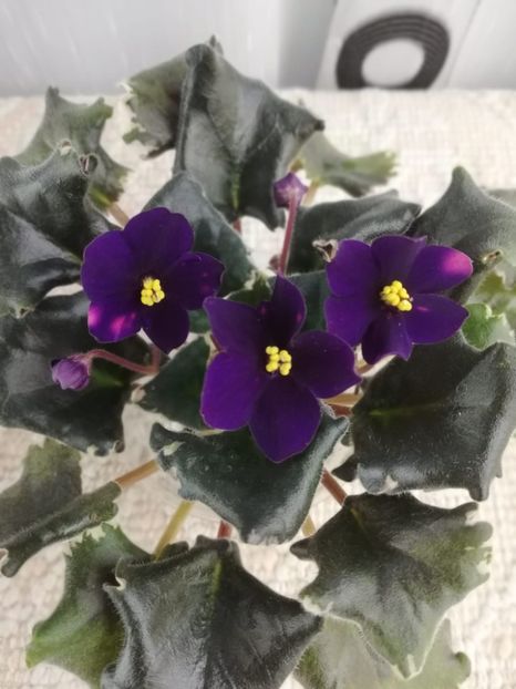 5 ian - VaT Zvezdochet