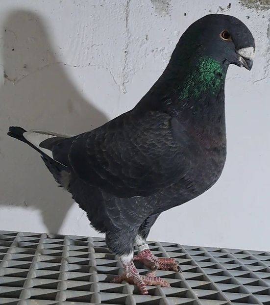 M 2021 - Porumbei vânduți!