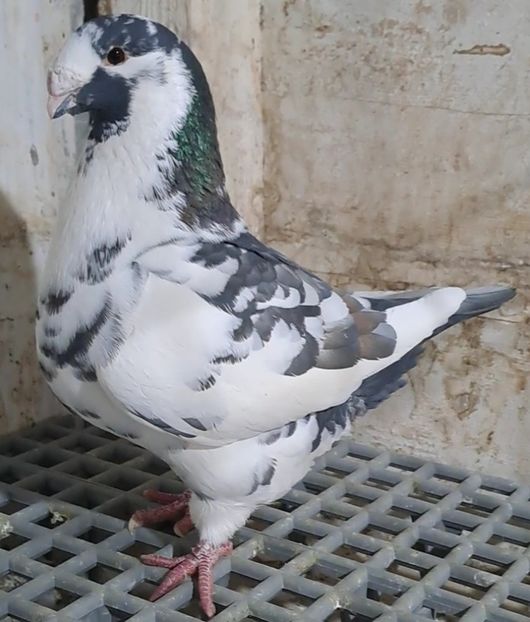 F 2021 - Porumbei vânduți!