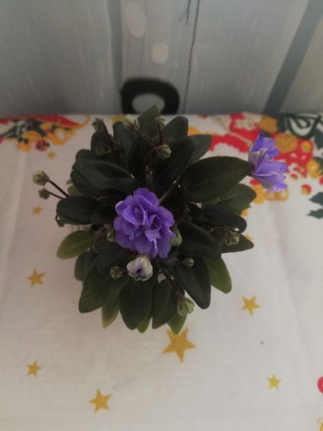 30 dec - LE Buketik Origamy