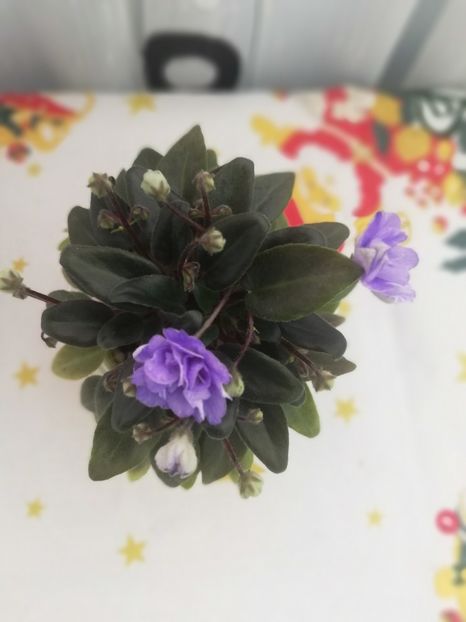 30 dec - LE Buketik Origamy