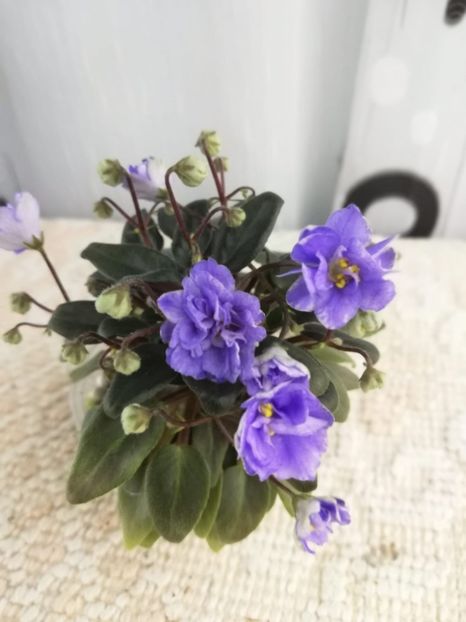 5 ian - LE Buketik Origamy