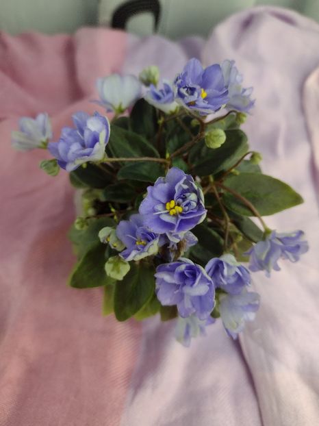 14 ian (115) - LE Buketik Origamy