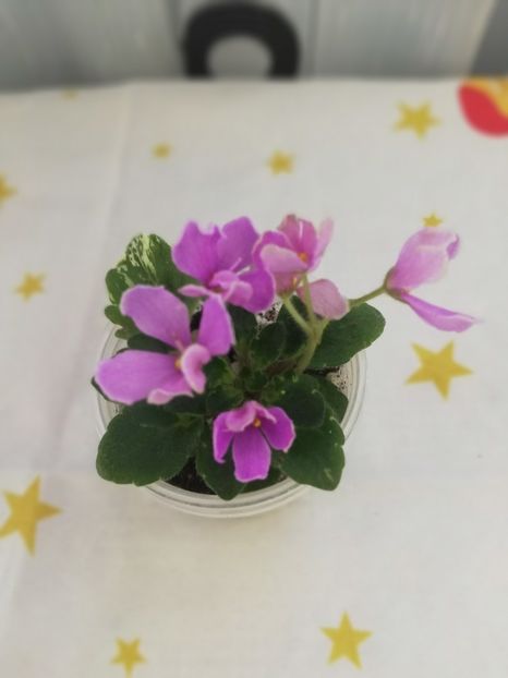 30 dec - Vi Lac Rose