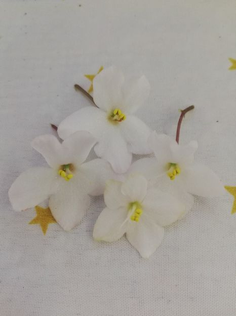 30 dec - Shirl s Happy Tears