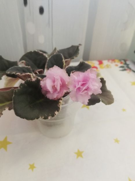 30 dec - KZ Danochka