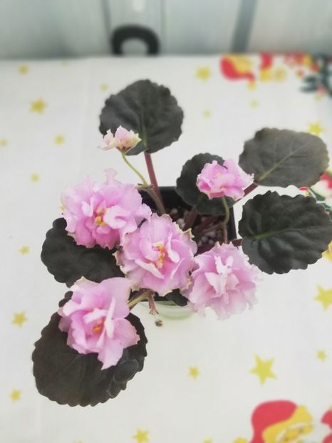 30 dec - KZ Danochka