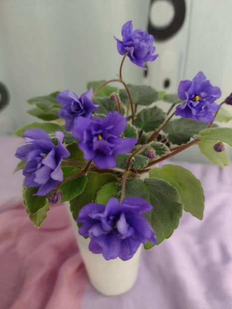 14 ian - LE Rio Grande