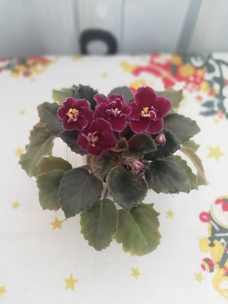 30 dec - NK Dusha Moya