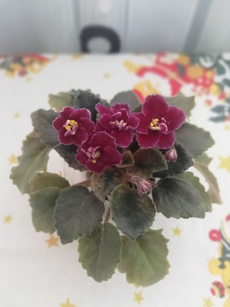 30 dec - NK Dusha Moya