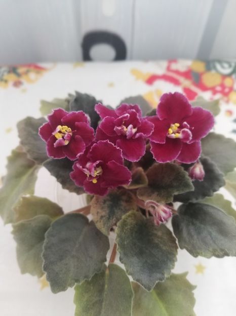 30 dec - NK Dusha Moya