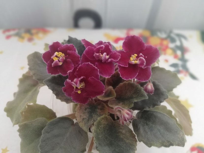 30 dec - NK Dusha Moya