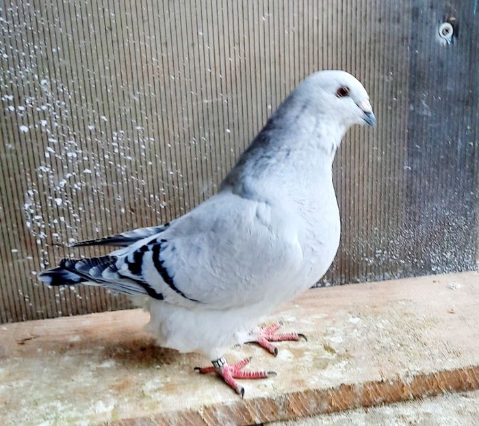  - FEMELE MATCĂ 2023