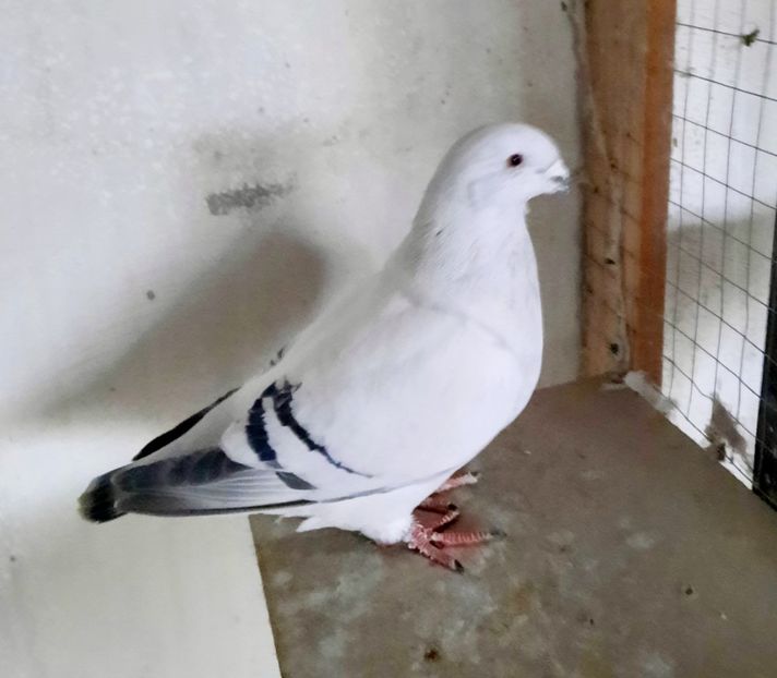  - FEMELE MATCĂ 2023