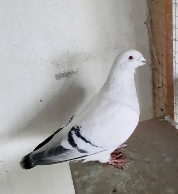  - FEMELE MATCĂ 2023