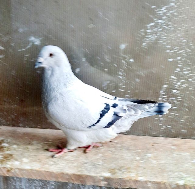  - FEMELE MATCĂ 2023