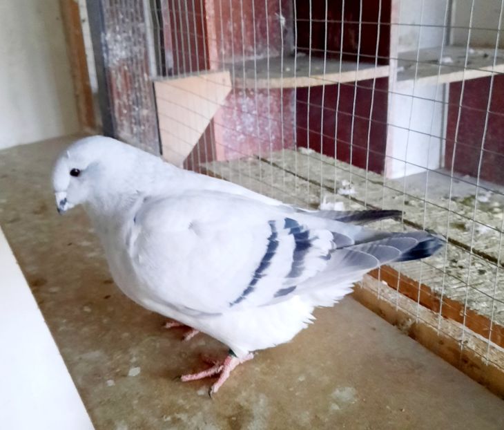  - FEMELE MATCĂ 2023