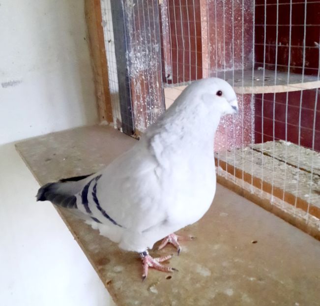  - FEMELE MATCĂ 2023