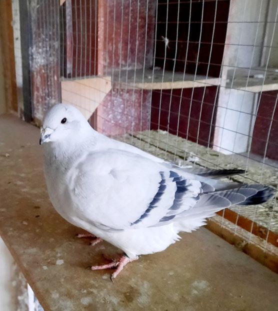  - FEMELE MATCĂ 2023