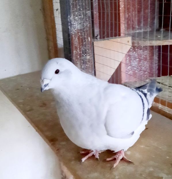  - FEMELE MATCĂ 2023