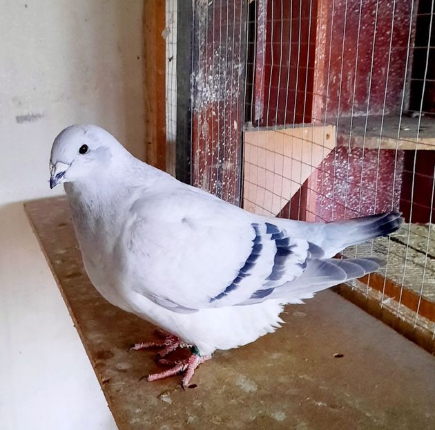  - FEMELE MATCĂ 2023