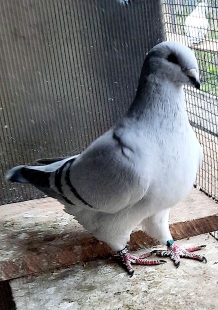  - FEMELE MATCĂ 2023