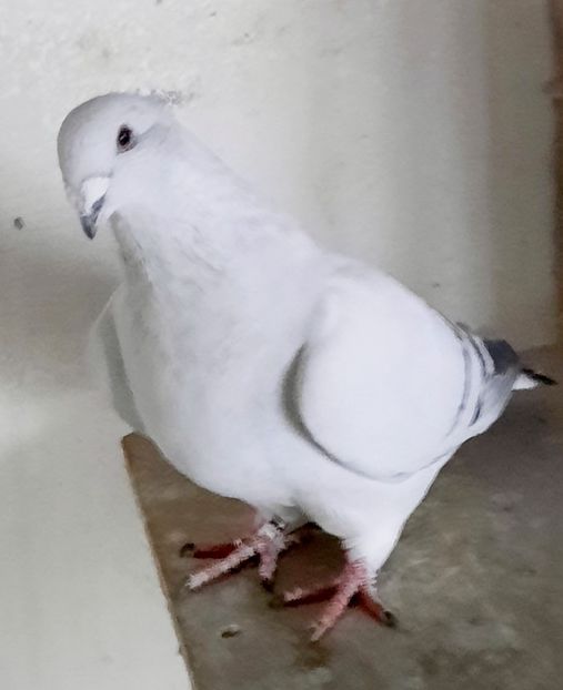  - FEMELE MATCĂ 2023