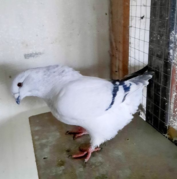  - FEMELE MATCĂ 2023