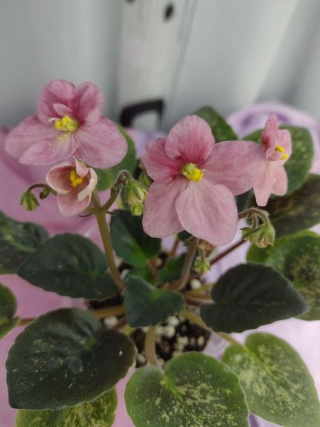 14 ian - Mac s Freckled Faced Redhead