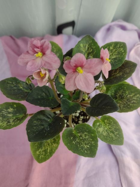 14 ian - Mac s Freckled Faced Redhead