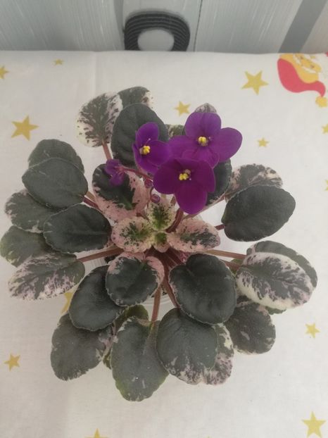 30 dec - Mac s True Love