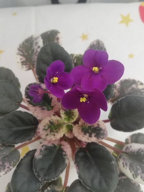 30 dec - Mac s True Love