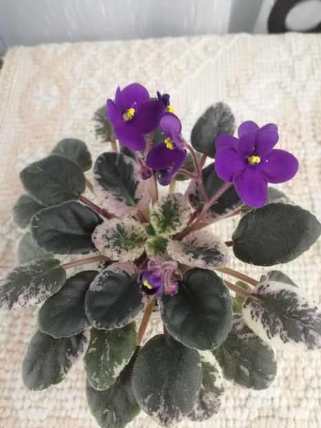 5 ian (8) - Mac s True Love