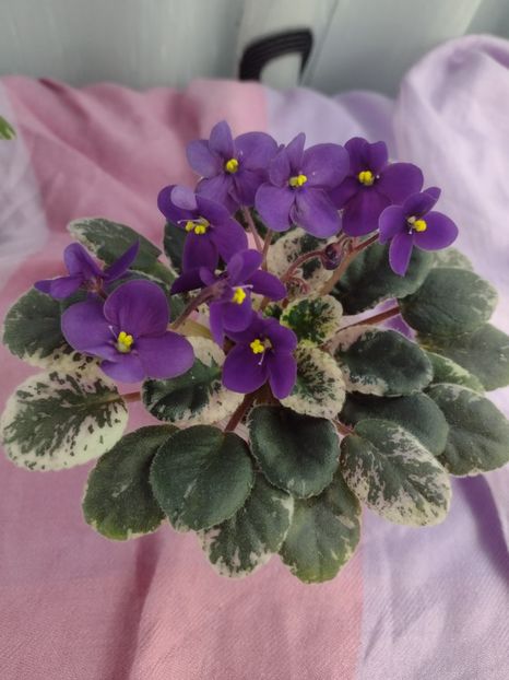 14 ian - Mac s True Love