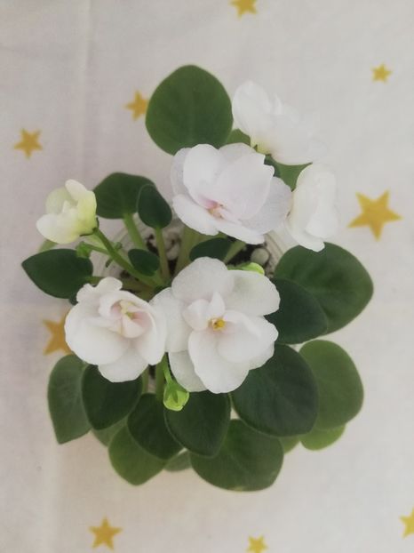 30 dec - N Liya Baby